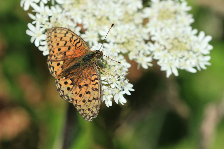 High Brown Fritillary – wildlifemacro