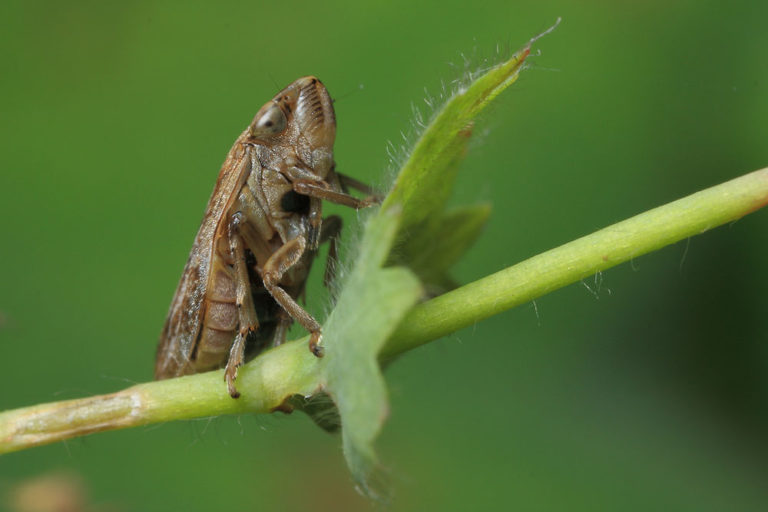 Common Froghopper – wildlifemacro