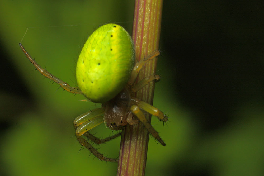 Atik Green  Spider Keeper