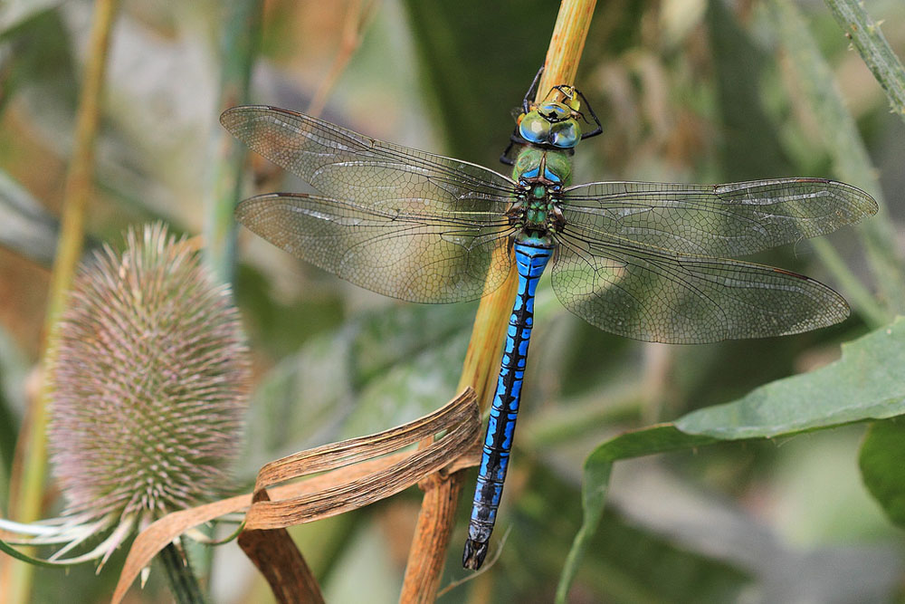 Emperor Dragonfly – wildlifemacro