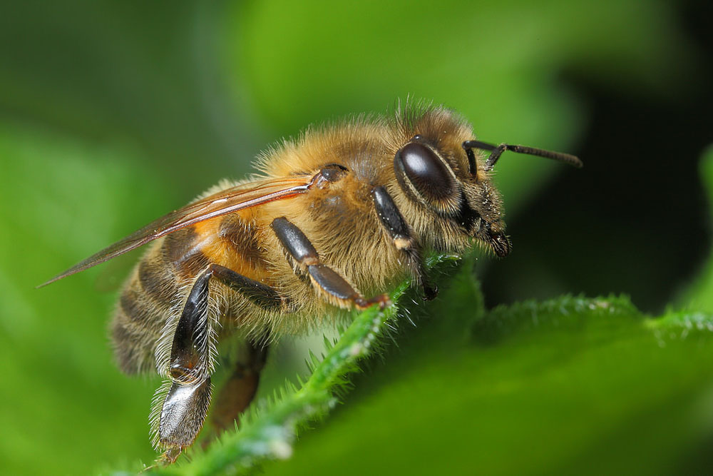 Honey Bee Wildlifemacro 