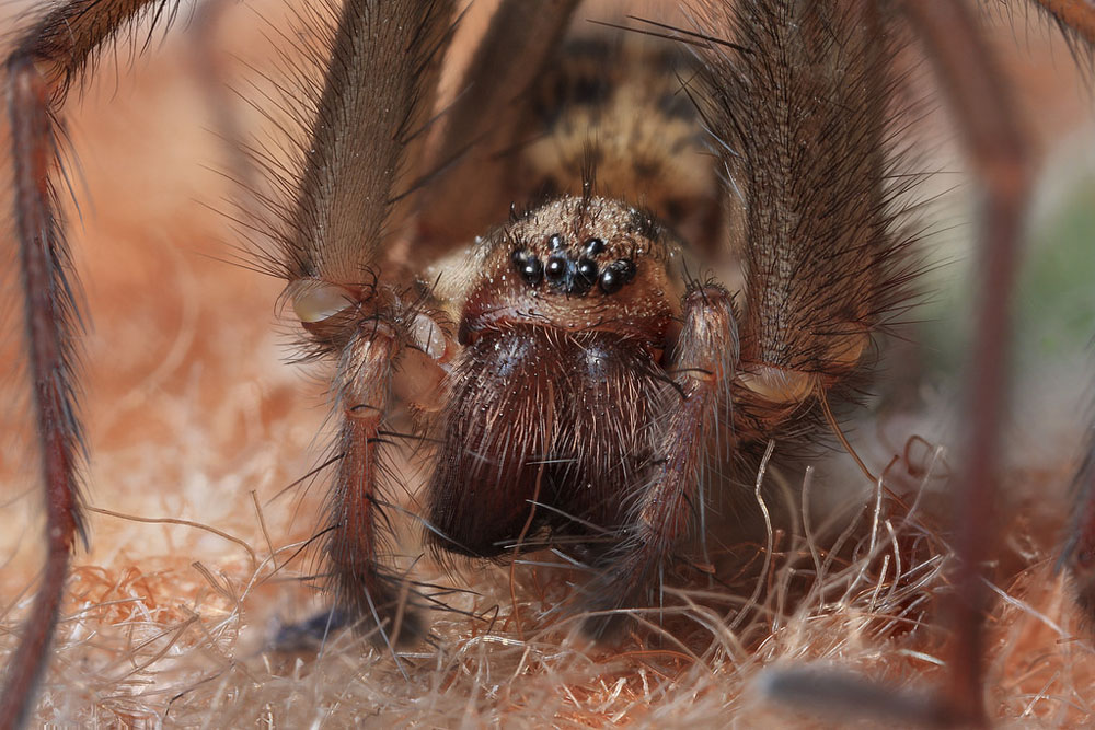 House Spider – wildlifemacro