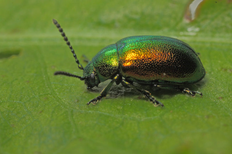 Leaf Beetle – wildlifemacro