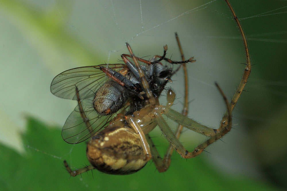 spider eating fly