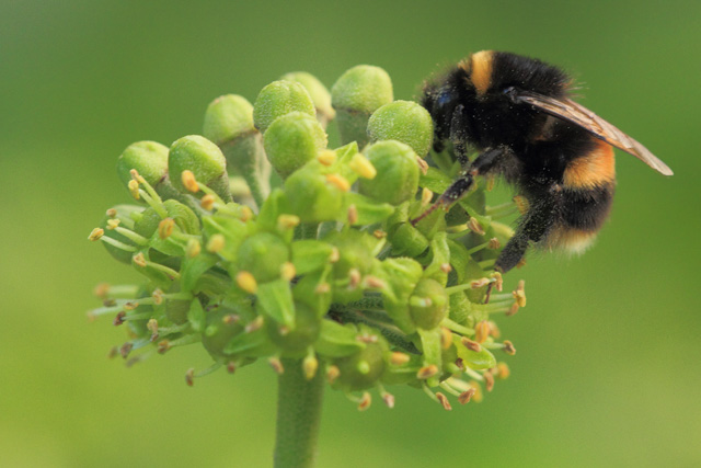 bumblebee-on-ivy