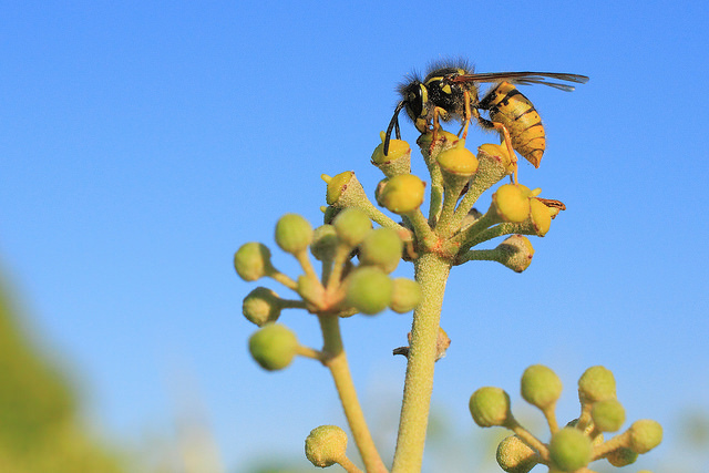 common-wasp-on-ivy
