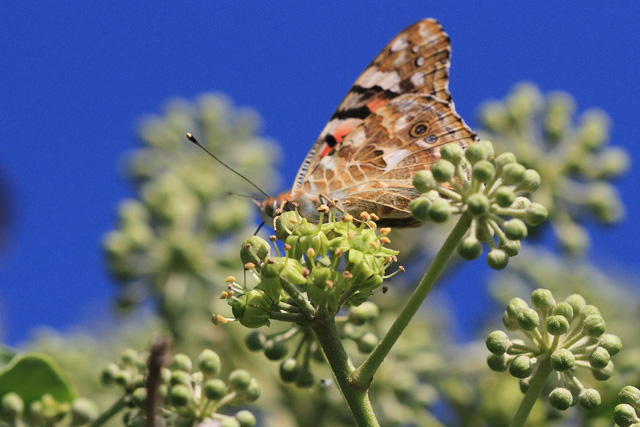 painted-lady-on-ivy