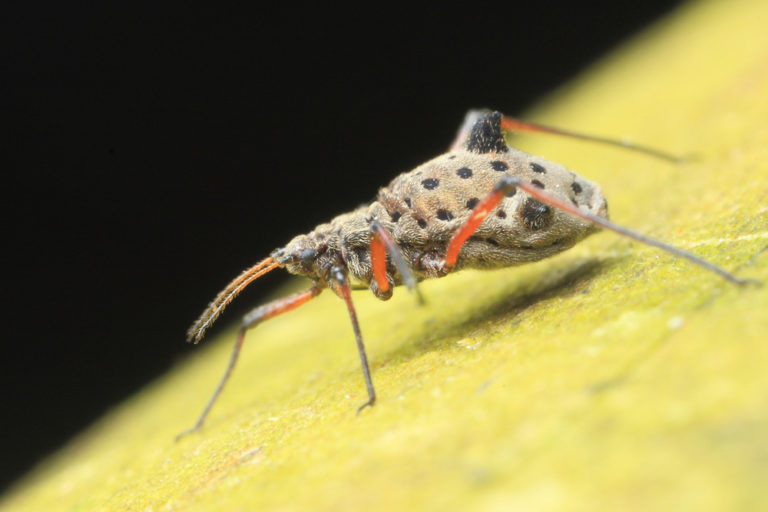 The Mysterious Case of the Giant Willow Aphid – wildlifemacro