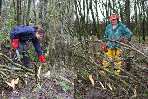 Hedge Laying at Parc Slip – wildlifemacro