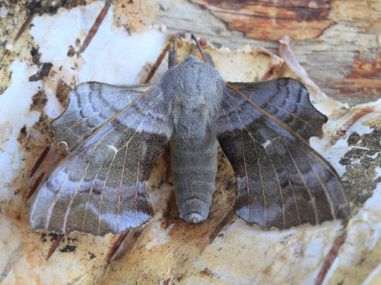 Poplar Hawk-moth – wildlifemacro