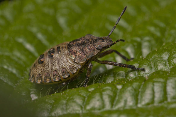 Shield Bugs – wildlifemacro